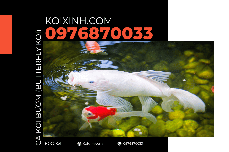 Cá Koi Bướm (Butterfly Koi) và những điều cần biết