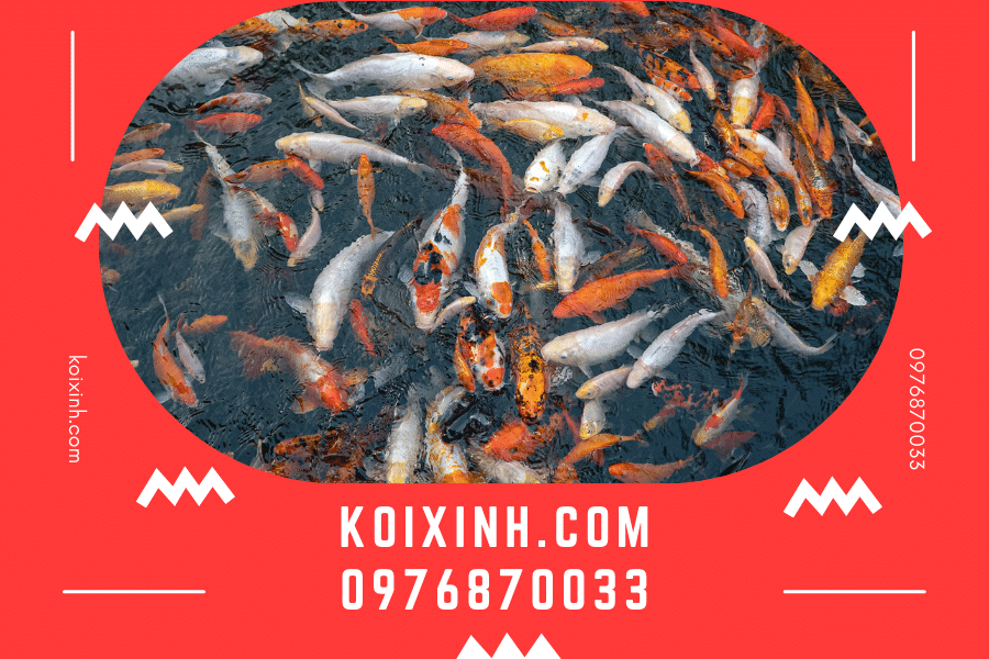 Cá Koi Showa Sanshoku nên được chăm sóc như thế nào?