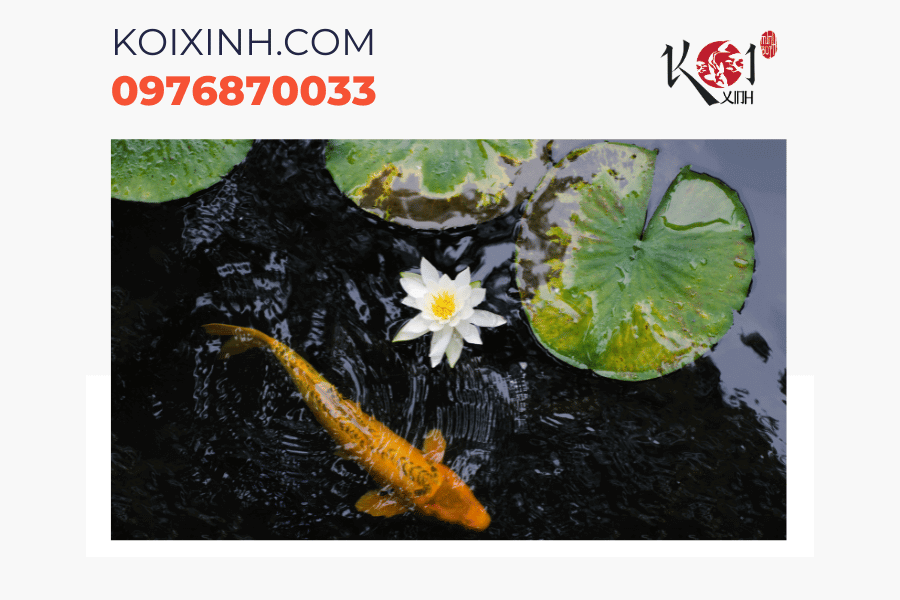 Dịch vụ thi công bể cá Koi theo yêu cầu