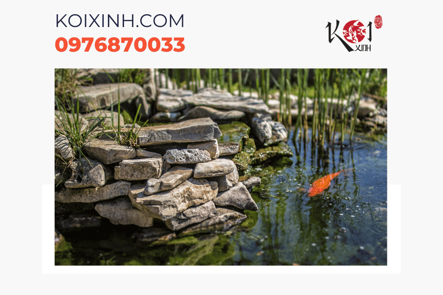 Dịch vụ thiết kế hồ cá Koi phong cách Nhật Bản toàn quốc Dịch vụ thiết kế hồ cá Koi phong cách Nhật Bản toàn quốc