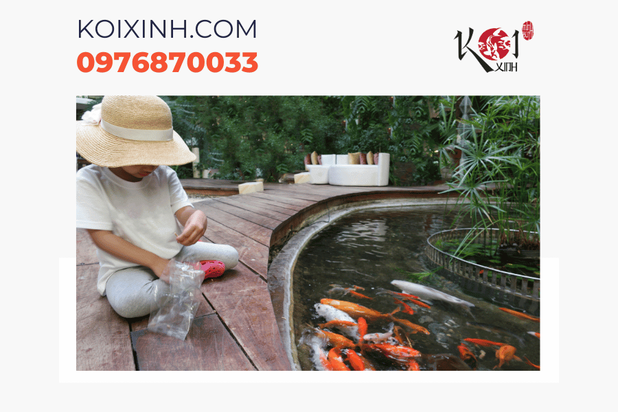 Dịch vụ thiết kế hồ cá Koi phong cách Nhật Bản toàn quốc Thiết kế hồ cá Koi mang phong cách Nhật Bản