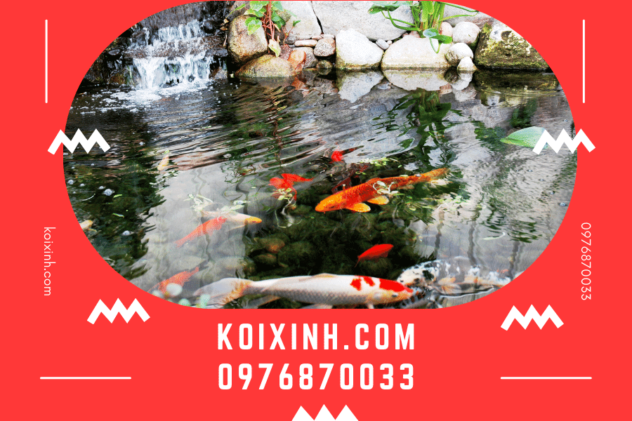 Dịch vụ thiết kế hồ cá Koi phong cách Nhật Bản toàn quốc