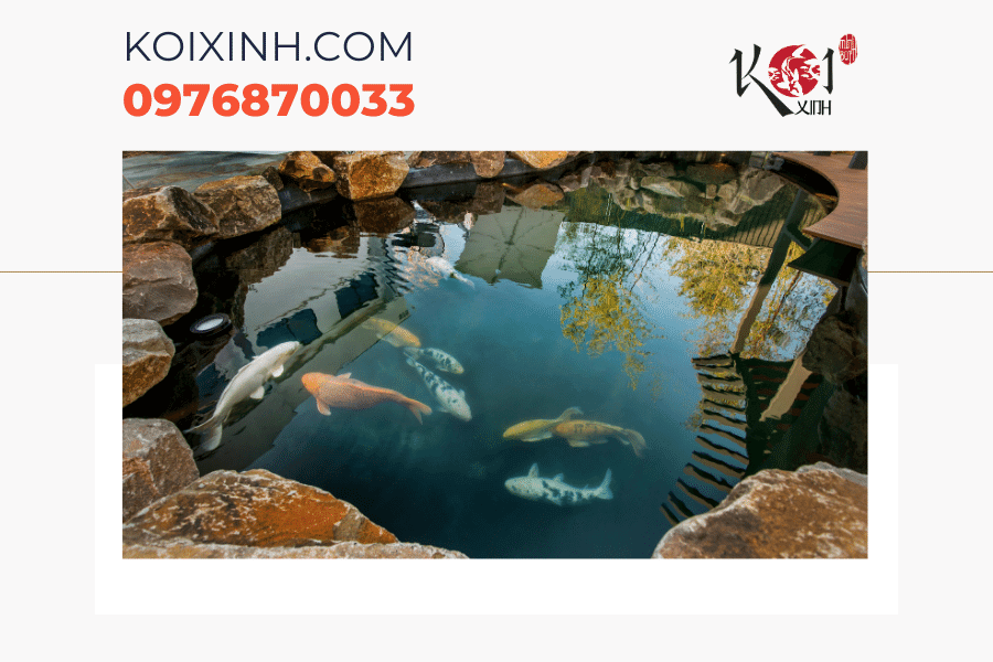 Dịch vụ thiết kế thi công bể cá Koi mini Hà Nội