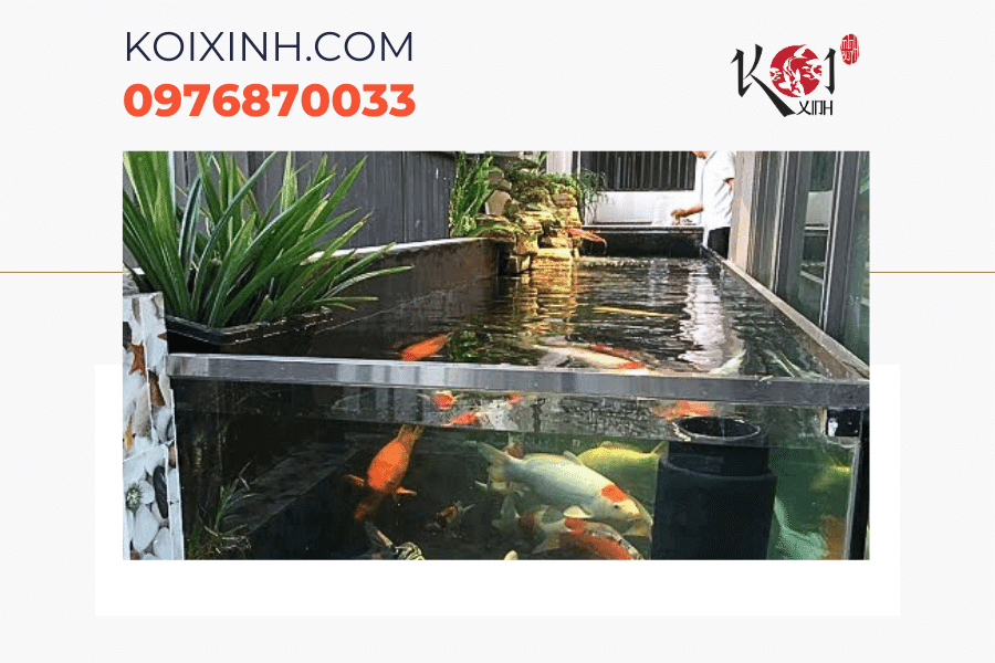 Dịch vụ thiết kế thi công bể cá Koi mini Hà Nội Dịch vụ thiết kế thi công bể cá Koi mini Hà Nội
