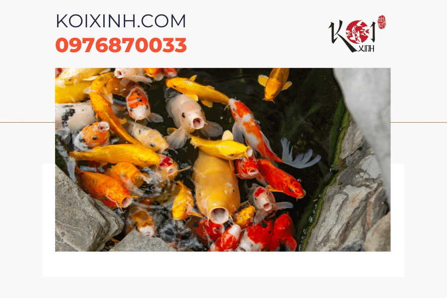 Dịch vụ thiết kế thi công bể cá Koi mini Hà Nội Dịch vụ thiết kế thi công bể cá Koi mini Hà Nội
