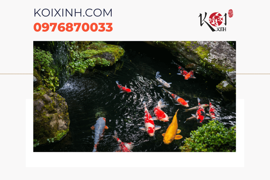Dịch vụ thiết kế thi công bể cá Koi mini Hà Nội Dịch vụ thiết kế thi công bể cá Koi mini Hà Nội