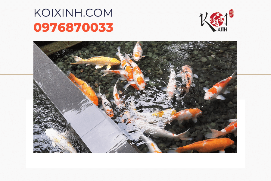 Dịch vụ thiết kế thi công bể cá Koi mini Hà Nội Dịch vụ thiết kế thi công bể cá Koi mini Hà Nội