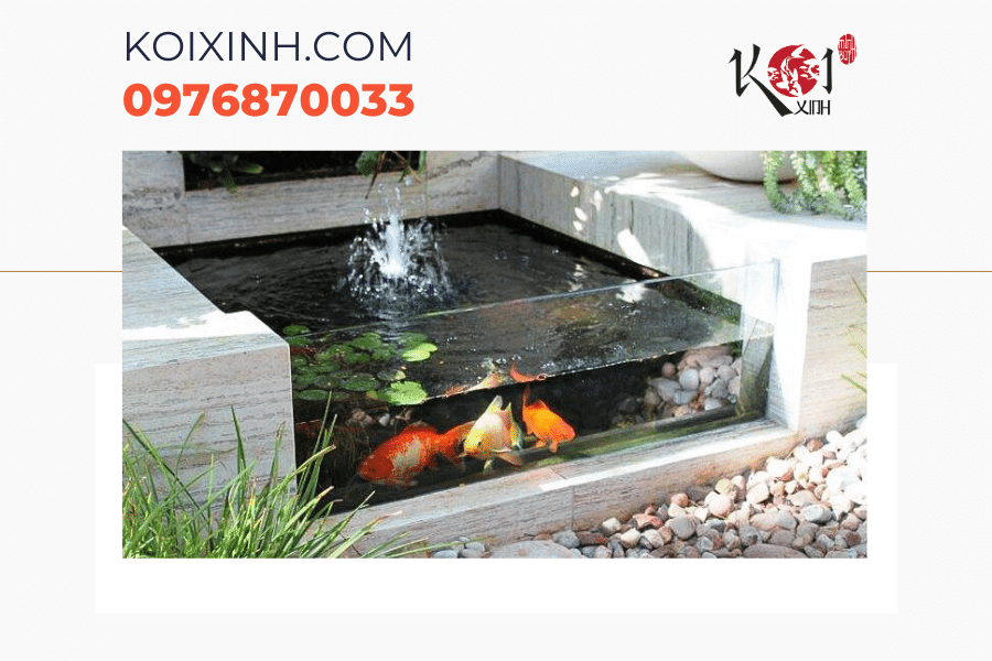 Dịch vụ thiết kế thi công bể cá Koi mini Hà Nội Dịch vụ thiết kế thi công bể cá Koi mini Hà Nội