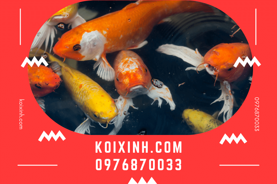 Dịch vụ thiết kế thi công bể cá Koi mini Hà Nội