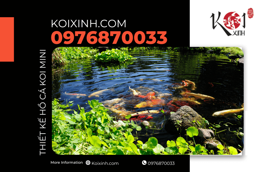 Dịch vụ thiết kế thi công hồ cá Koi mini tại Quảng Ninh