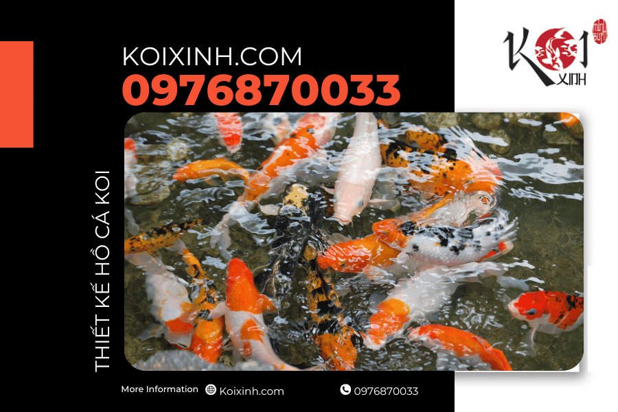Dịch vụ thiết kế thi công hồ cá Koi tại Sơn La
