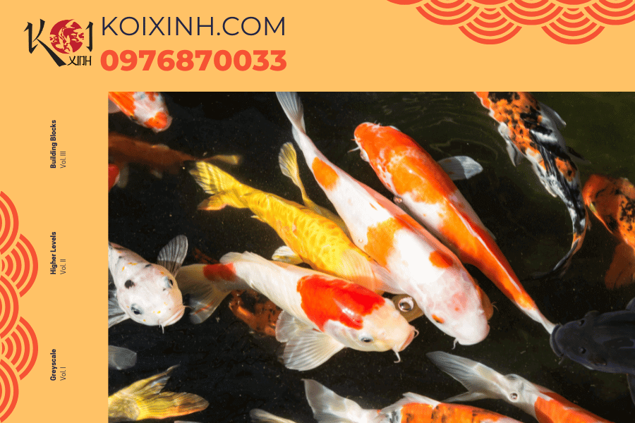Giá thành cá Koi đắt - Nguyên nhân là do đâu?