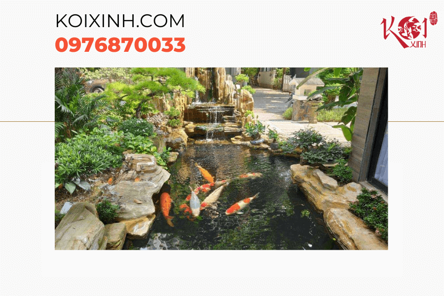 Hà Nội Thiết kế, thi công hồ cá Koi chất lượng, giá rẻ Các mẫu hồ Koi phổ biến hiện nay