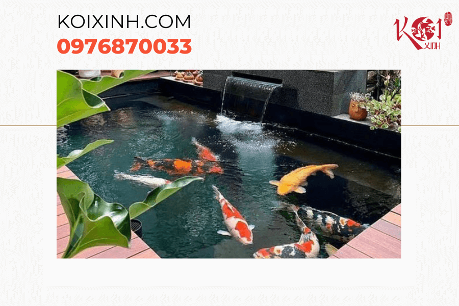 Hà Nội Thiết kế, thi công hồ cá Koi chất lượng, giá rẻ