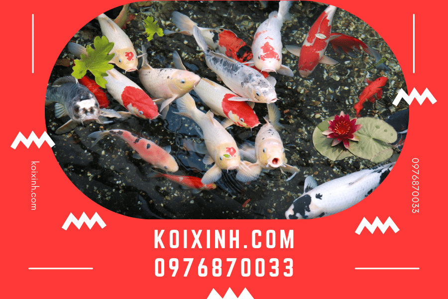 Bệnh thường gặp ở cá Koi và cách xử lý