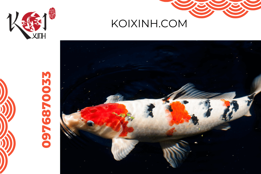 Hòa mình vào sắc màu thiên nhiên - Những bí quyết giúp cá Koi lên màu đẹp!