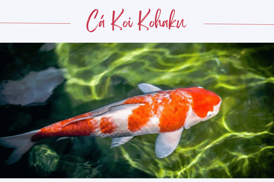 Đặc điểm nhận biết cá Koi Kohaku