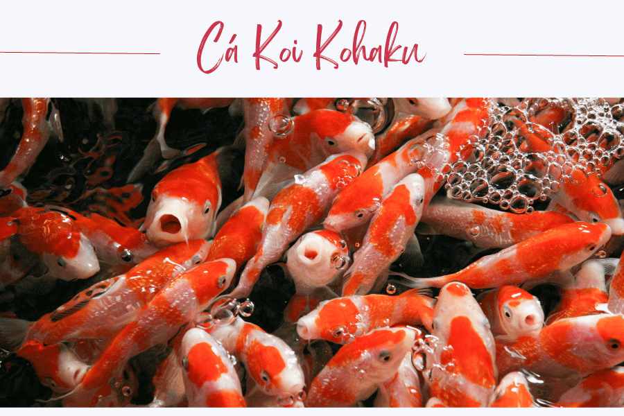 Nguồn gốc của cá Koi Kohaku