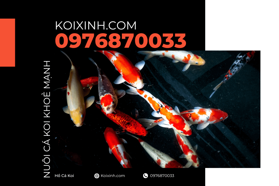 Nuôi cá Koi khoẻ mạnh như thế nào?
