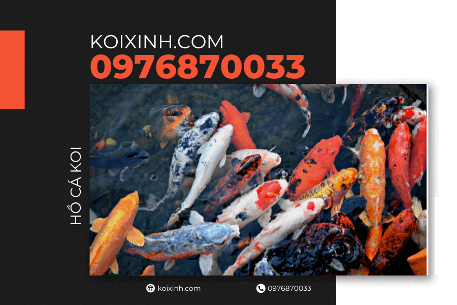 Xác định hình dáng hồ cá Koi Xác định hình dáng