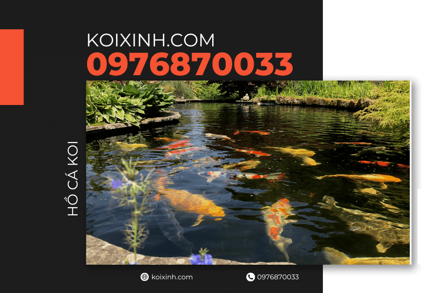 Xác định độ sâu của hồ cá Koi Xác định độ sâu