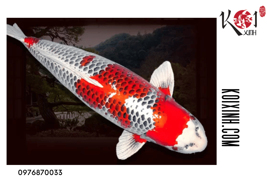 Cá Koi Kujaku - Tất cả những gì bạn cần biết