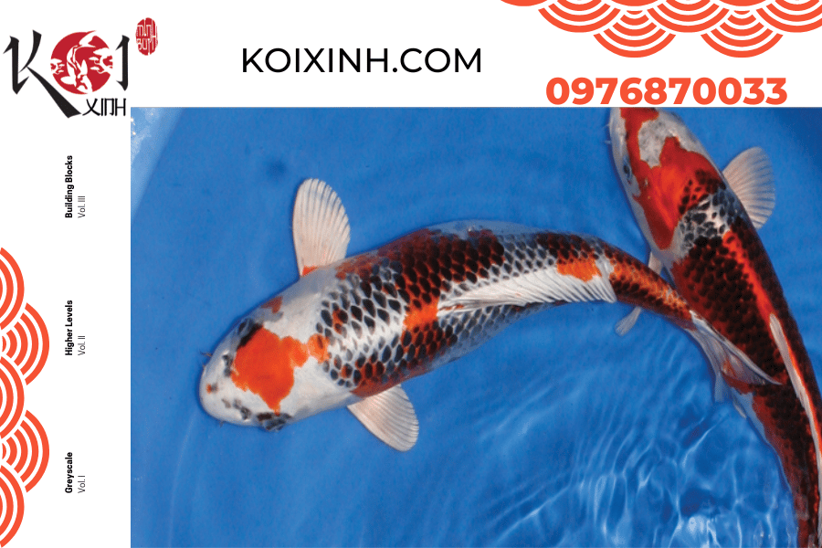 Cá Koi Kujaku - Tất cả những gì bạn cần biết