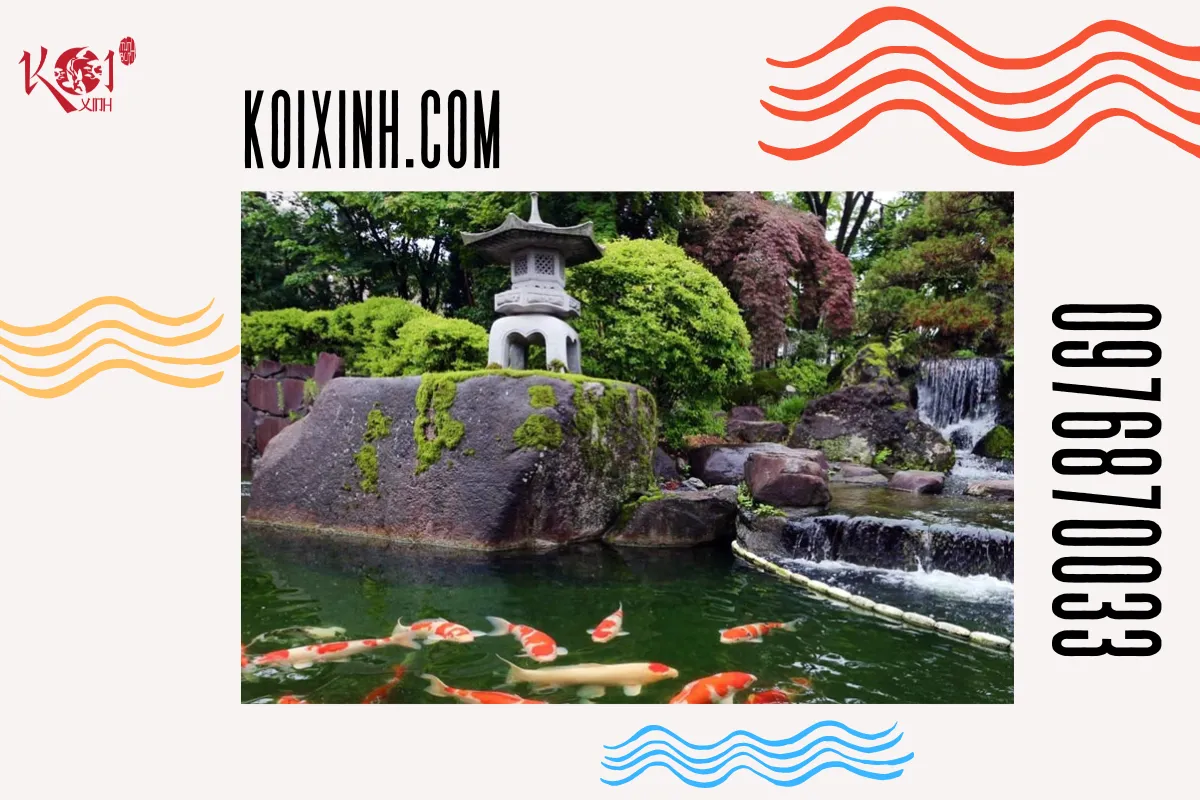 Hồ cá Koi chuẩn Nhật là gì?