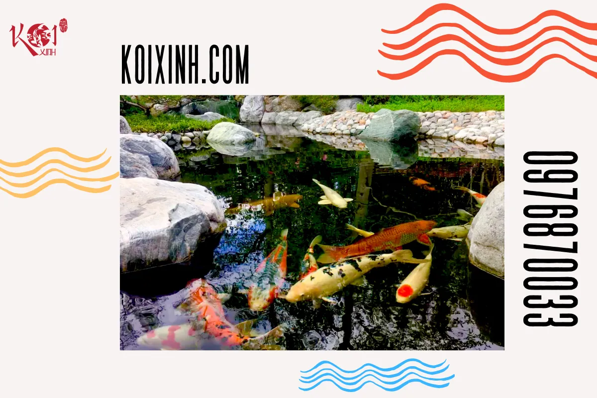 Tại sao nên sử dụng dịch vụ thi công hồ Koi của Koixinh