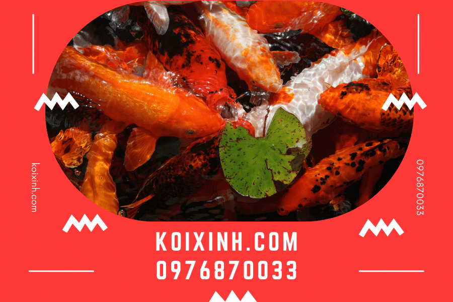 Dịch vụ thi công hồ cá Koi đạt chuẩn, chuyên nghiệp và tận tâm