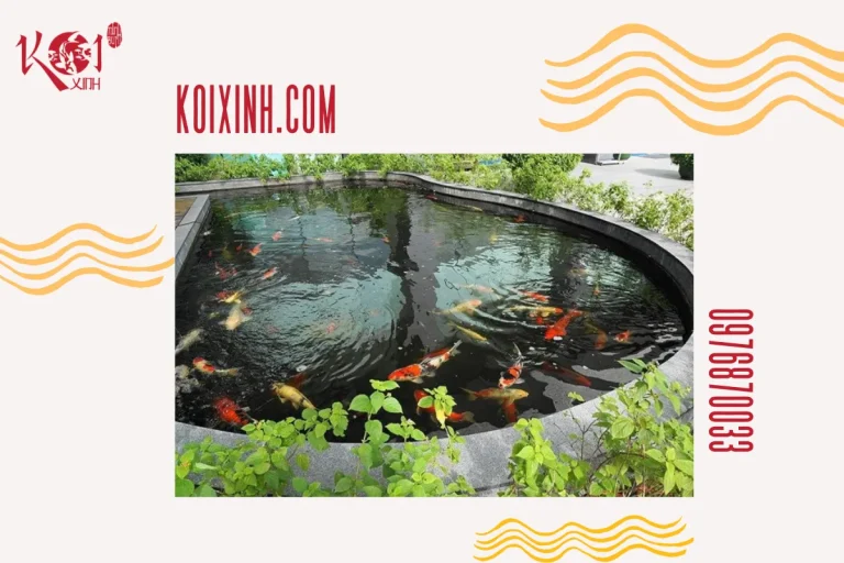 Thiết kế và thi công hồ cá Koi tại Sơn La