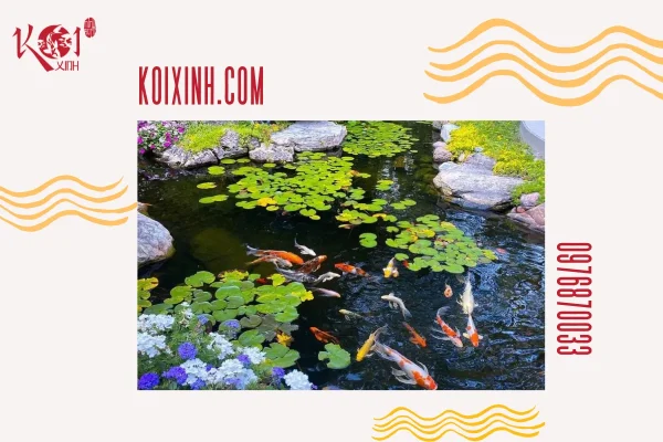 Thi công hồ cá Koi chi phí rẻ tại Hải Phòng