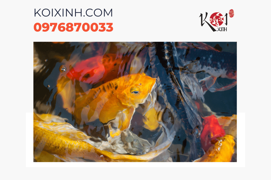 Dịch vụ thiết kế hồ cá Koi chuyên nghiệp tại Hà Nội Dịch vụ thiết kế hồ cá Koi chuyên nghiệp tại Hà Nội