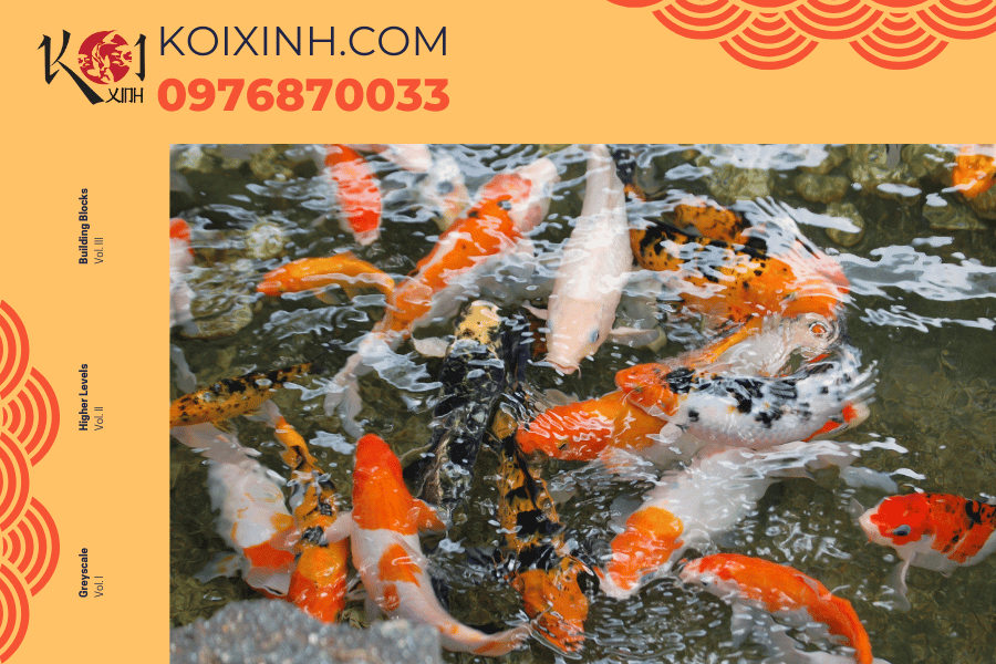 Dịch vụ thiết kế hồ cá Koi chuyên nghiệp tại Hà Nội