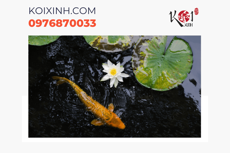 Dịch vụ thiết kế hồ cá Koi chuyên nghiệp tại Hà Nội