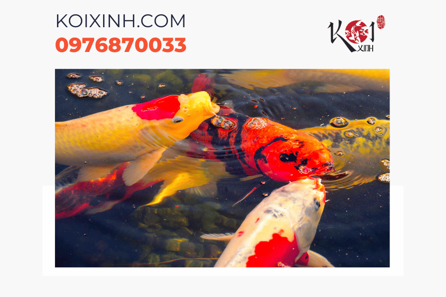 Dịch vụ thiết kế hồ cá Koi chuyên nghiệp tại Hà Nội Dịch vụ thiết kế hồ cá Koi chuyên nghiệp tại Hà Nội