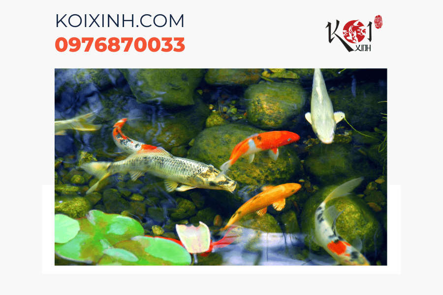 Dịch vụ thiết kế hồ cá Koi chuyên nghiệp tại Hà Nội Dịch vụ thiết kế hồ cá Koi chuyên nghiệp tại Hà Nội