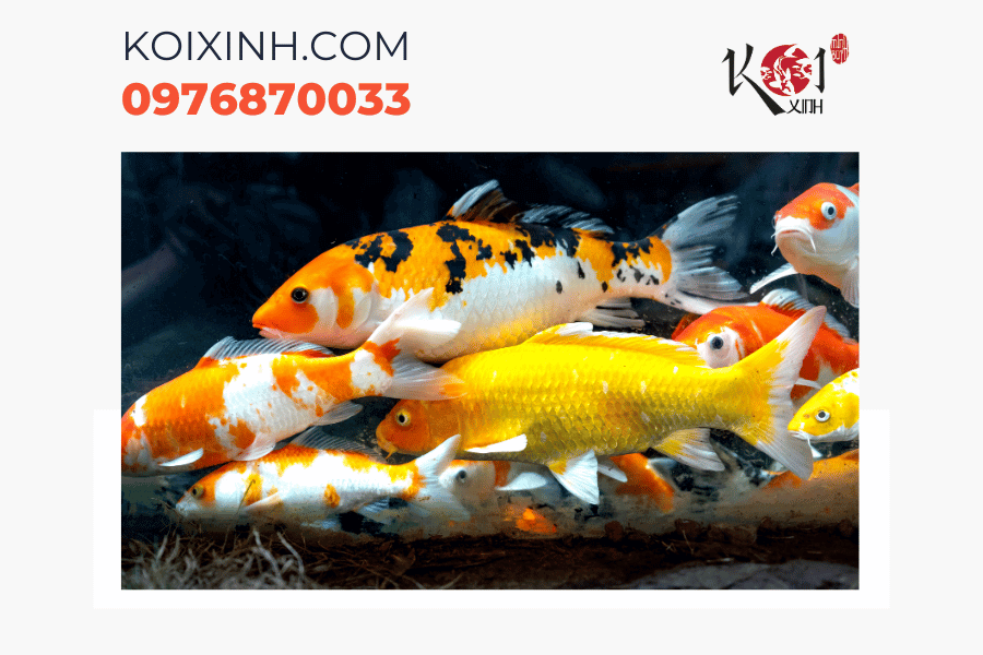 Dịch vụ thiết kế hồ cá Koi chuyên nghiệp tại Hà Nội Dịch vụ thiết kế hồ cá Koi chuyên nghiệp tại Hà Nội