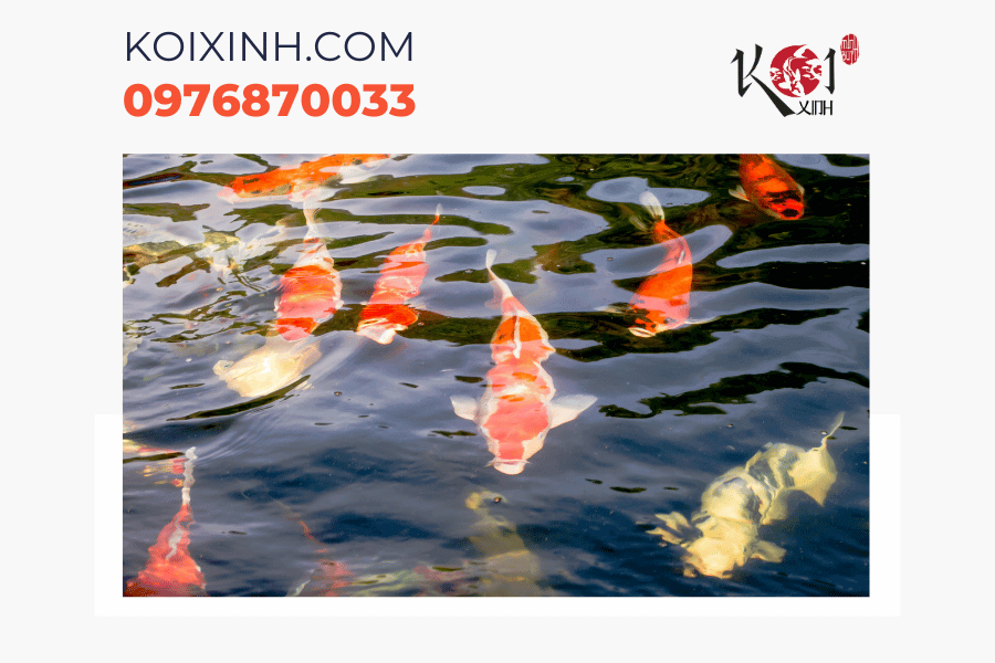 Dịch vụ thiết kế hồ cá Koi chuyên nghiệp tại Hà Nội Dịch vụ thiết kế hồ cá Koi chuyên nghiệp tại Hà Nội