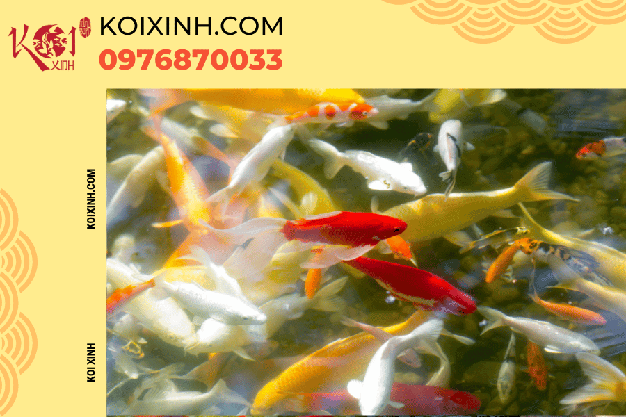 Vì sao bạn nên lựa chọn dịch vụ thi công hồ cá Koi của Koixinh?