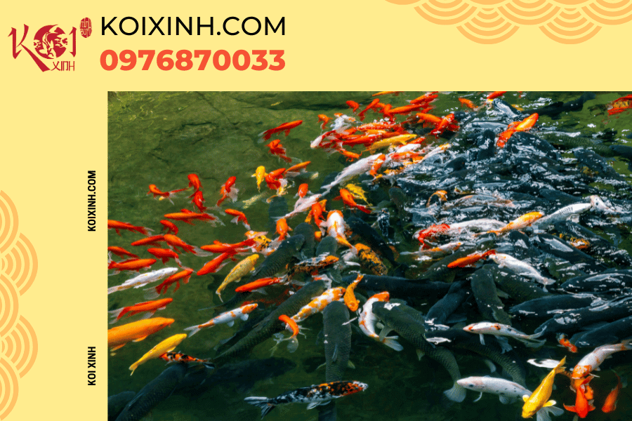 Vì sao bạn nên lựa chọn dịch vụ thi công hồ cá Koi của Koixinh?