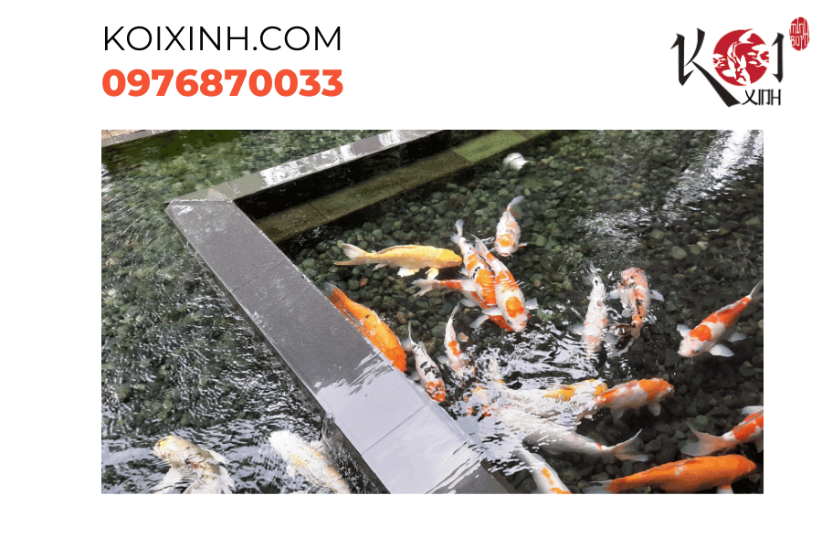 Thiết kế hồ cá Koi độc đáo, góp phần tạo nên không gian sống lý tưởng! Thiết kế hồ cá Koi độc đáo, góp phần tạo nên không gian sống lý tưởng!