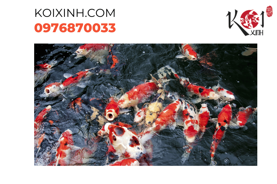 Hòa quyện với thiên nhiên, hồ cá Koi Bắc Ninh tạo nên không gian sống hoàn hảo! Hòa quyện với thiên nhiên, hồ cá Koi Bắc Ninh tạo nên không gian sống hoàn hảo!