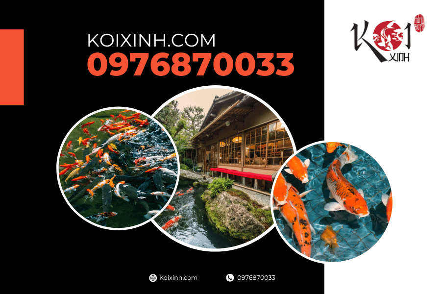 Dịch vụ thiết kế thi công hồ cá Koi tại Bắc Ninh