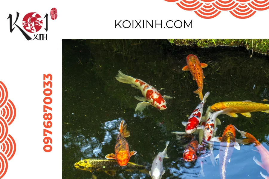Thiết kế tinh xảo, thi công chuyên nghiệp – Dịch vụ thi công hồ cá Koi của Koi Xinh Lai Châu.