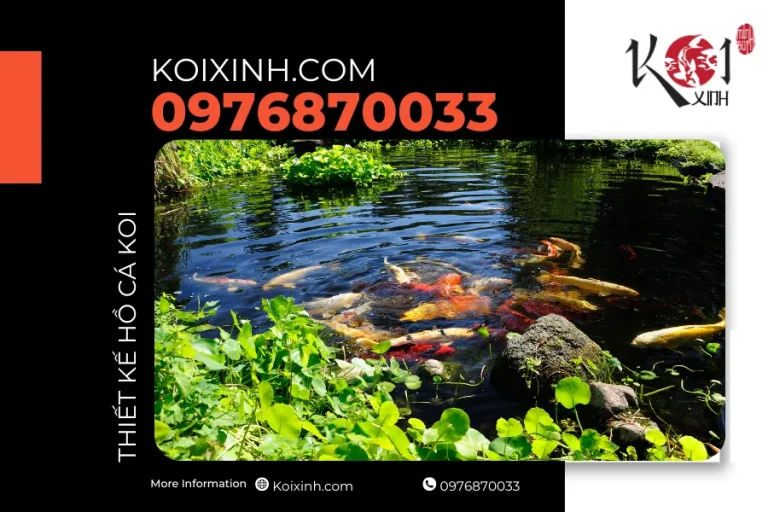 Dịch vụ thiết kế thi công hồ cá Koi tại Lai Châu