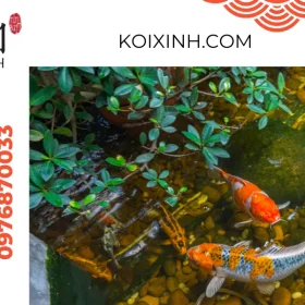 Dịch vụ thiết kế, thi công hồ cá Koi tại Nam Định