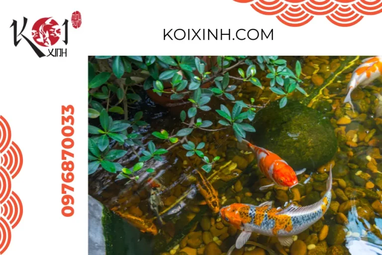 Dịch vụ thiết kế, thi công hồ cá Koi tại Nam Định