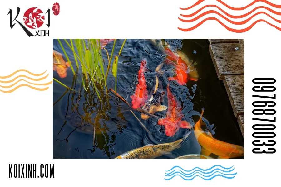 Khám phá không gian yên bình và phong cách với hồ cá Koi tại Vĩnh Phúc! Khám phá không gian yên bình và phong cách với hồ cá Koi tại Vĩnh Phúc!