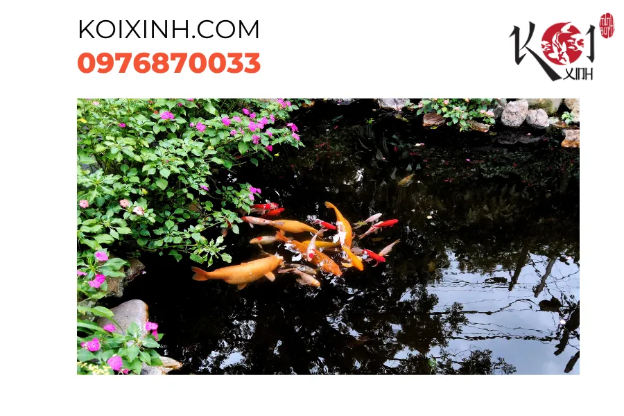 Dịch vụ thiết kế thi công hồ cá Koi tại Yên Bái